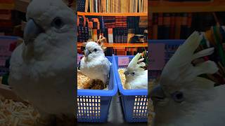 듀컵 코카투예요. #birdslover #parrot #pets #birds #cute #animals #사계절앵무새 #앵무새성장 #앵무새분양