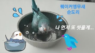 퀘이커앵무새 순도리 ㅋㅋㅋㅋ너란 아이