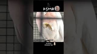 메이저 미첼 코카투의 먹방! ️ | 프시타쿠스 하이프로…