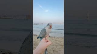 앵생 첫 바다 구경 #광안리#퀘이커앵무송꾸꾸