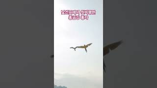 비행후 낯선곳에서 첫비행한 홍금강 홍자 #parrot #앵무새 #birds #청금강 #cute #pets #funny #animals #자유비행#여름휴가
