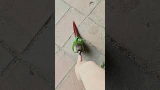 초롱♡연두#생존인사 #코뉴어 #반려조 #parrot