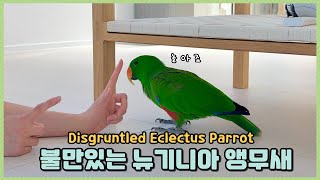 불만있는 뉴기니아 앵무새 | 뚜비 옹알이 (Disgruntled Eclectus Parrot)
