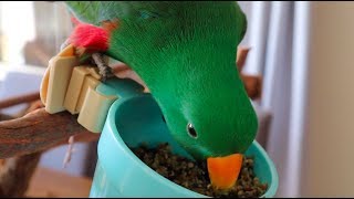 3 Myths About The Eclectus Par…