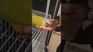 공간만 있으면 다 들어가려는 코뉴어 소망이 #코뉴어 #앵무새 #애완조 #반려조 #반려동물 #코뉴어앵무새