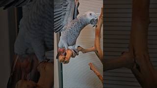 평화로운 저녁시간, 회색앵무 날개&amp;모란앵무 리오…