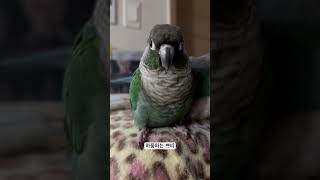 진귀한 영상.                                                        #앵무새 #코뉴어 #퀘이커 #말하는앵무새