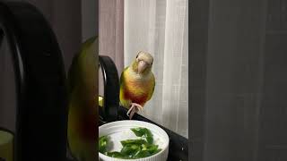 소망이의 일상(코뉴어)