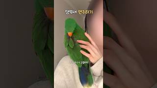 앵무새 연주하기 | 니나니나니고릴라다     #뉴기니아…