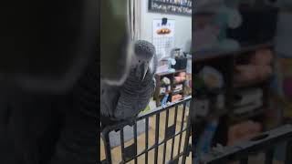 #skull meme#해골#mocha#모카&차카네#모란#회색앵무