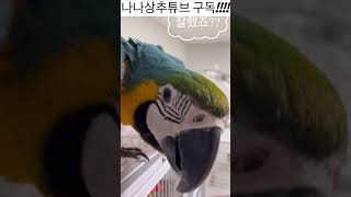 앵무새 필수 비행 훈련 챕터1 #meme #cute #foryou #parrot #앵무새 #청금강  #청금강앵무새 #memes