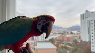 [루카 할리퀸 마카우] 루카 이젠 베란다에서 날라봐~