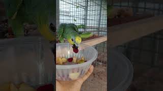 울 아마존C번식조가 애완조가 되었어요 ㅋㅋ