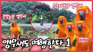 [앵무새도 여행한다]힐링요정 롤로의 가을캠핑 1부