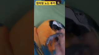 엄마랑 노는 루카 #macaw #청금강 #청금강앵무새