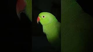 mitthu parrot talking 9 #shorts