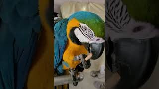 루카 부수고 놀라고 사준 나무못 너무 작은거 산 듯ㅜㅜ #청금강 #청금강앵무새