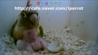 코뉴어 새끼 키우는 모습 (Conure parrot b…