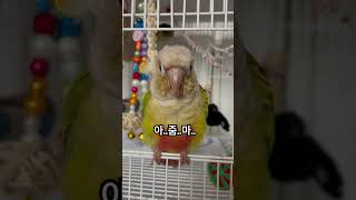 한여름엔 역시 호러인가?#코뉴어#코뉴어일상#여름#호러#아줌마#parrot#birds