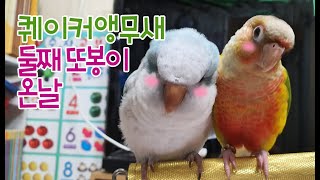 블루이사벨 퀘이커앵무새 둘째 또봉이가 왔어요- 심쿵 귀…