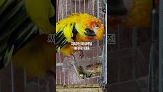 써니는 영원히 내 마음속에 남아 있을거야!  #썬코뉴어 #parrot #앵무새 #써니 #마지막 #goodbye #마음속에 #one's heart #영원히 #forever!
