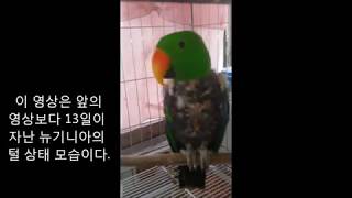 self injury Eclectus parrot th…
