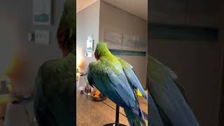 할리퀸 마카우 앵무새 루카 말을 배워요^^