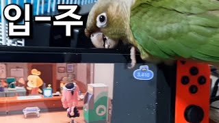 모여보라 해놓고 못 모이게 하는 숲에 가고 싶은 조룡종 푸케(북핵) 키우기 4