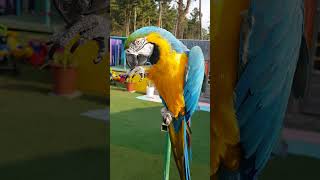 20190419 피잣 먹는 청금강앵무 Blue Macaw Eating Pine nut