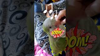 마사지 받다 흥얼거리는 앵무새  #shorts