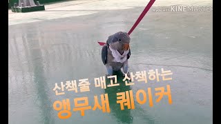 산책줄맨 앵무새 퀘이커와 대왕 개껌먹는 강아지 출산후 토이푸들