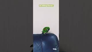 아빠 왔다고~ 자꾸 뻥치는 앵무새 율리 #한스마카우 #talkingparrot #말하는앵무새