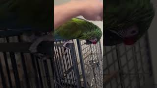 My military macaw parrot getting his good morning scratches #pets #pet #birds #bird #animals #parrot