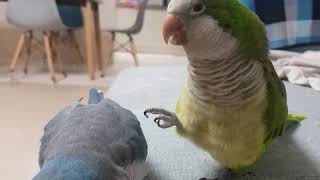 퀘이커 앵무새 개인기2