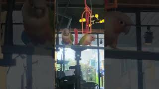 하나님께서 만드신 이쁜 코뉴어앵무새 #앵무새 #plan…