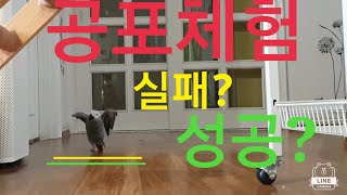 [연구대상]똘이&루비:회색앵무"어마무시한공포의게임"에도전합니다 성공이냐?실패냐~