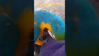 잣 안줘도 돼 #청금강 #청금강앵무새 #마카우 #parrot #macaw #앵무새 #동물 #반려동물 #애완동물 #animal #루카 #산책