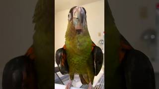 입양 2일차 쟈딘앵무 남아 말차가 입양자님 가정에 적응…