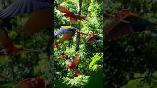 #birds #wildlife #amazing #ama…