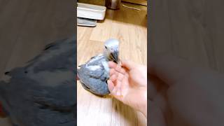 회색앵무새 이유조 루카 애교도 많고 잘생긴 이유조 루카…