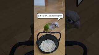 해씨가 최고 좋은 이사도라#초롱이 #birds #코뉴어…