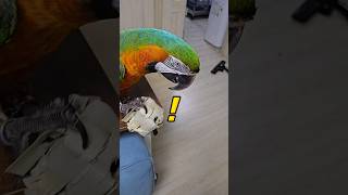 니가 좀 갖다먹어~ 청소하는 엄마 시켜먹는 7살 상전 앵무새 #윙스패밀리 #할리퀸마카우마르코 #엄마갖다줘