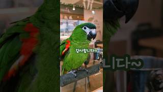 90° 유교앵 인사하는 한스마카우