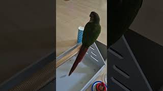 코뉴어 앵무새에게 묘기 시키면 생기는 일