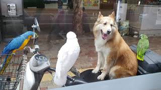 집사는 술 개새는 대기