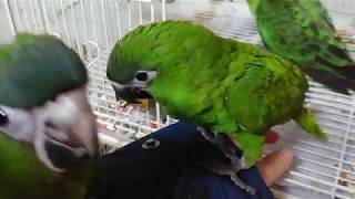 웅앵거리는 초록머리들