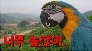 산 꼭대기 앵무새 풀어버리기