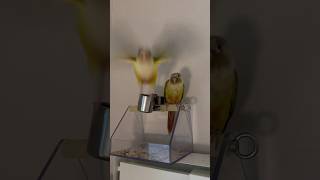 앵무새 잠투정 #코뉴어 #앵무새 #말하는앵무새