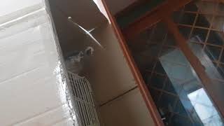 회색앵무새가 그저 혼자서 왕놀이하는 영상