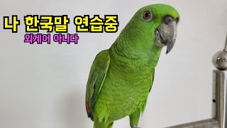 앵무새 옹알이 듣기 평가 - 뭐라는거야?